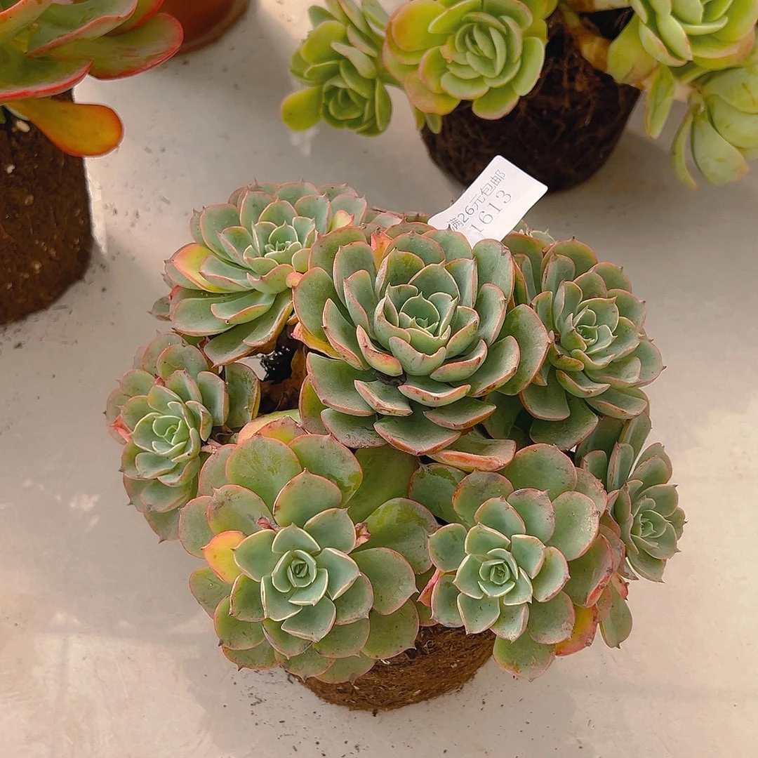 像***。1613泪无痕多肉植物多肉