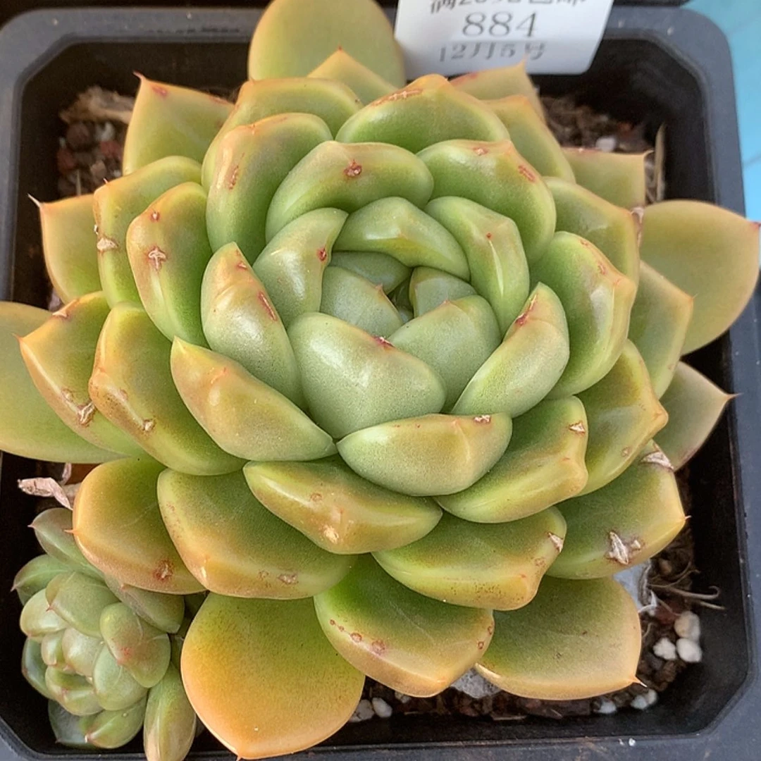 【闪购商品】云884号13厘米