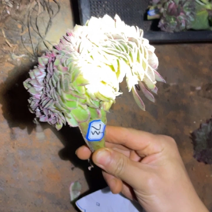 73，不带根黑魔锦缀化