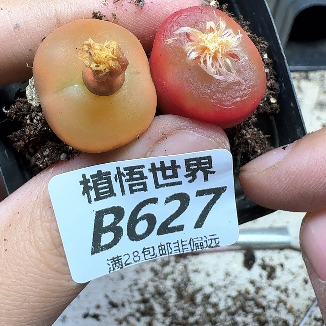 多肉植物的润泽fghj
