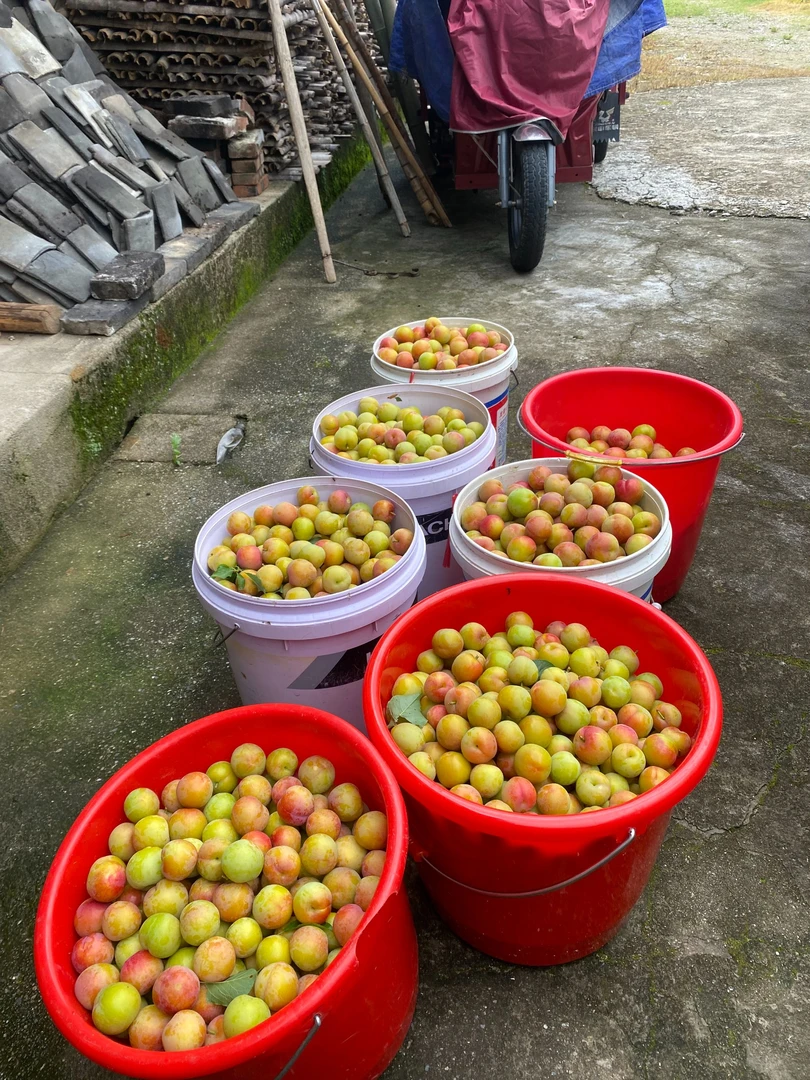 成熟红色新鲜三月李酸脆李子2-4.5斤孕妇水果爽口采摘发货大果