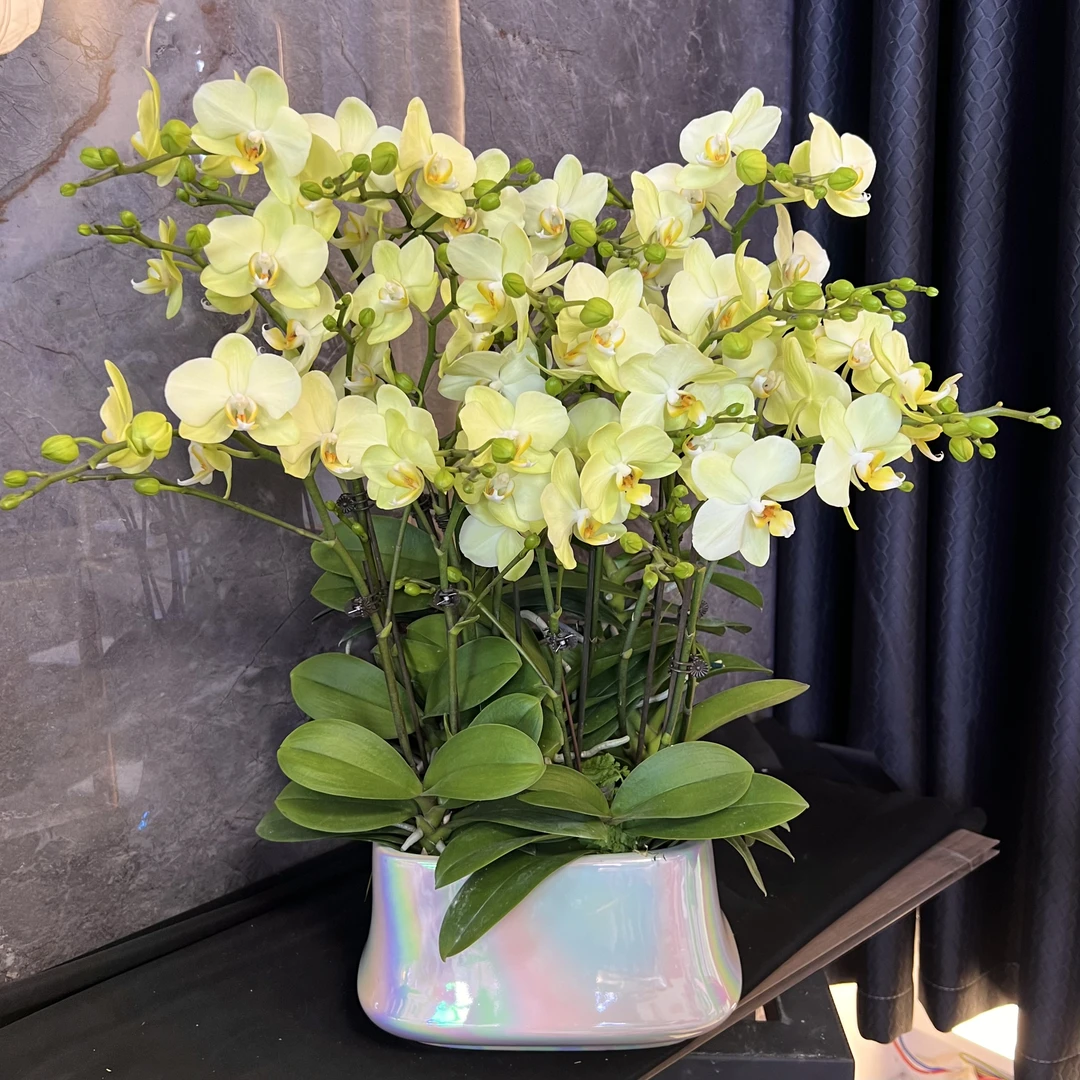 【卡丽-蝴蝶兰】 懒人种植 禅意 轻奢 易养花期长