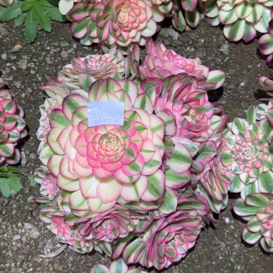 【闪购商品】淡*965荔枝多肉