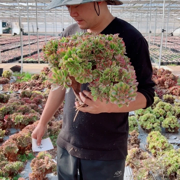 红袖醉话48号多肉法师