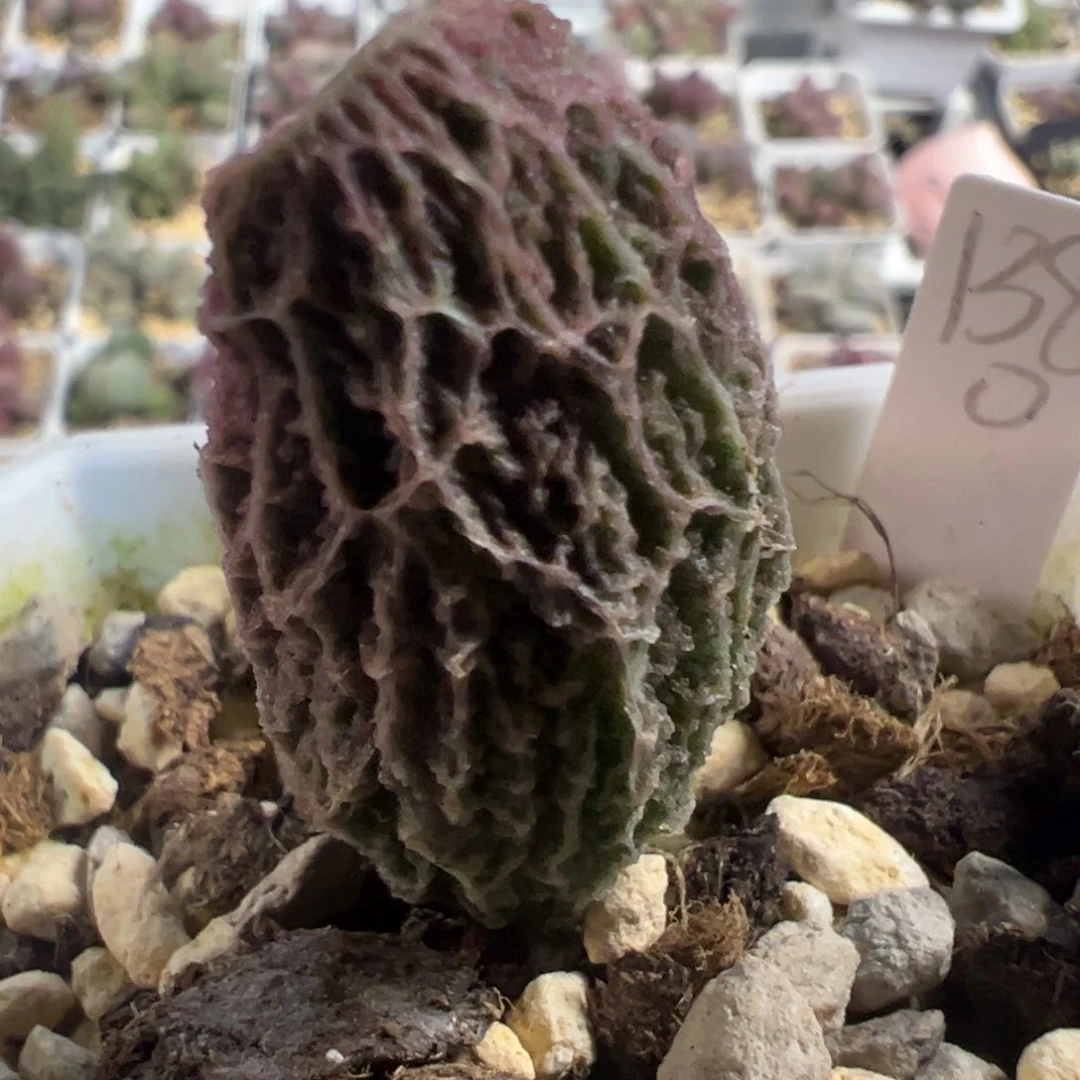 福利款实生新品大苗多肉植物