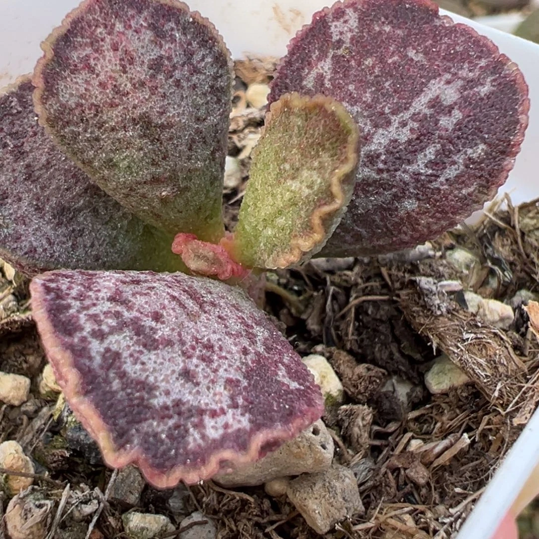 实生新品单头纯木质桩多肉植物