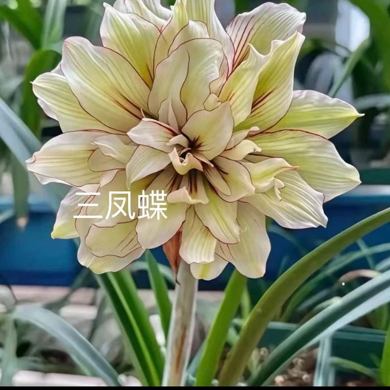 朱顶红-三凤蝶 包对版