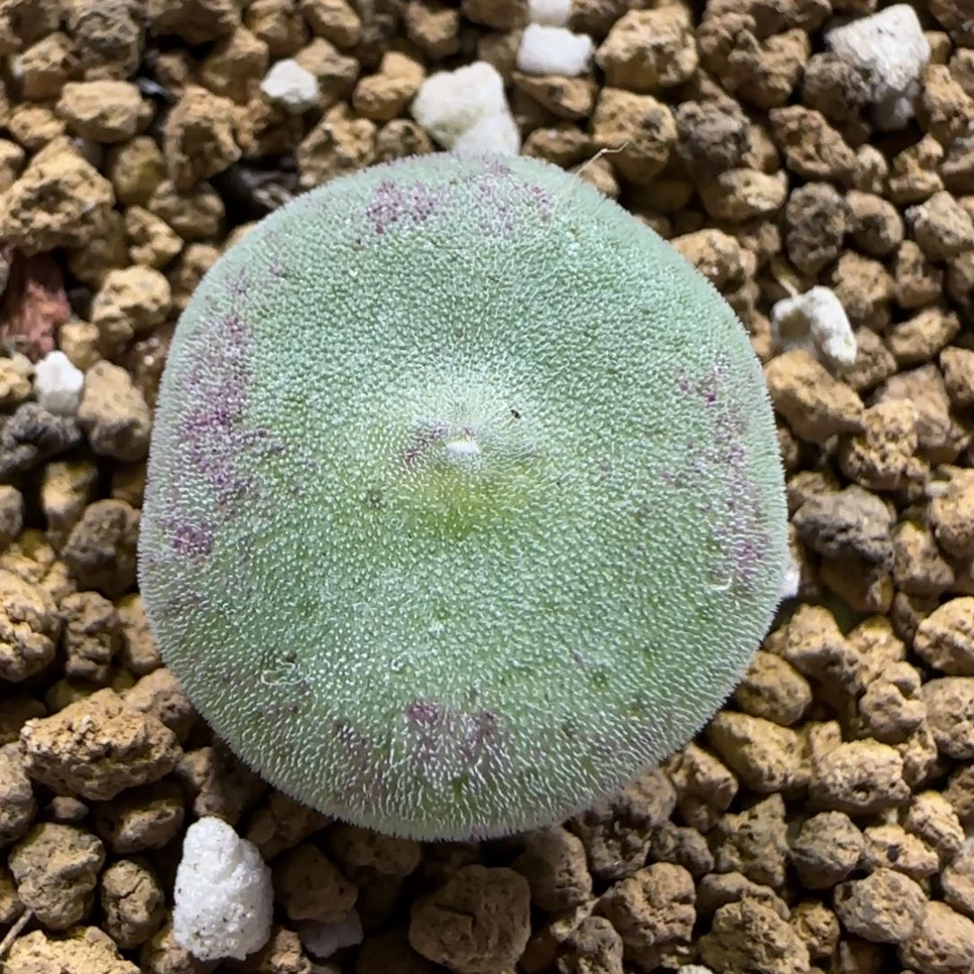 11.27。   毛饼。    2004