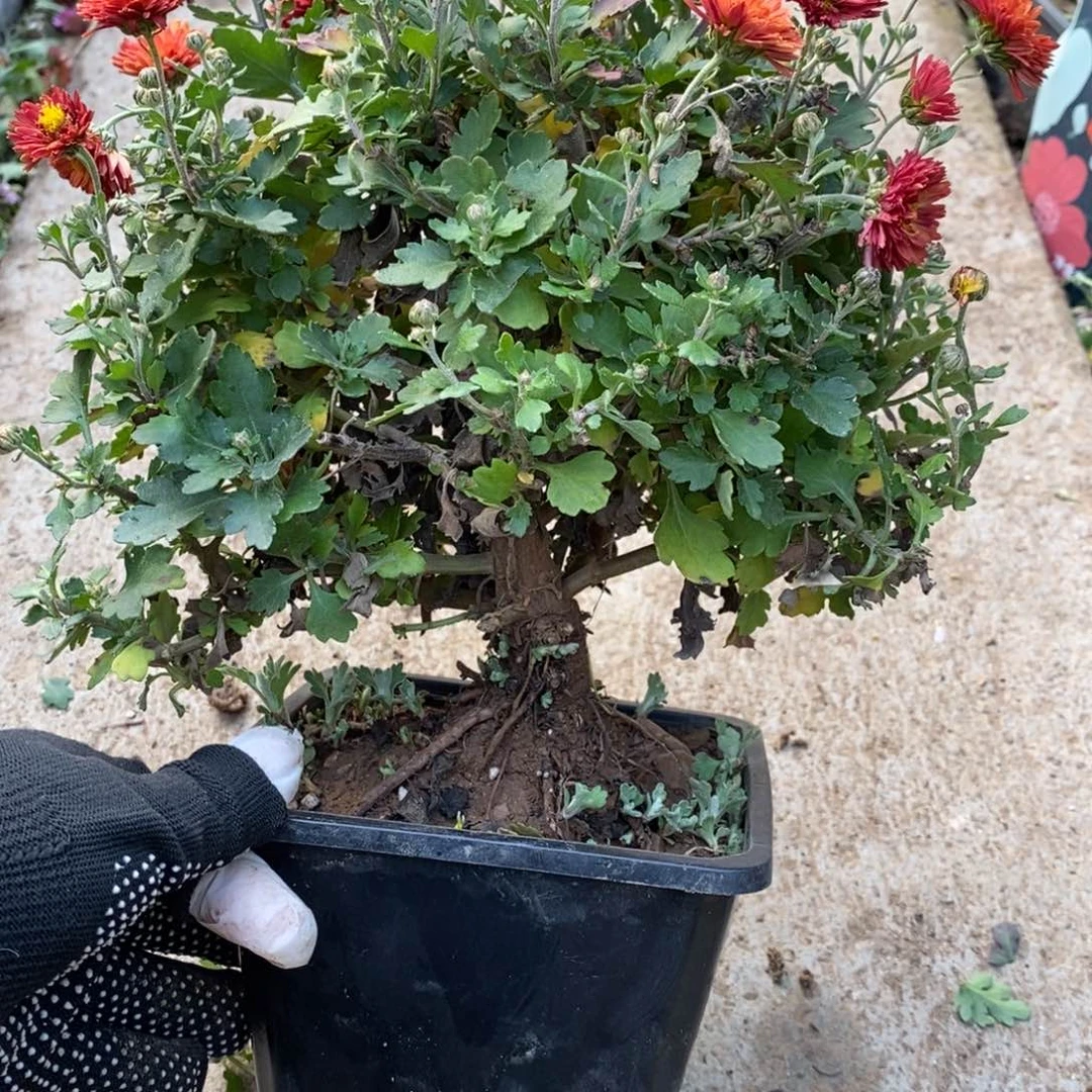 n***y无花朵盆景盆景盆景60