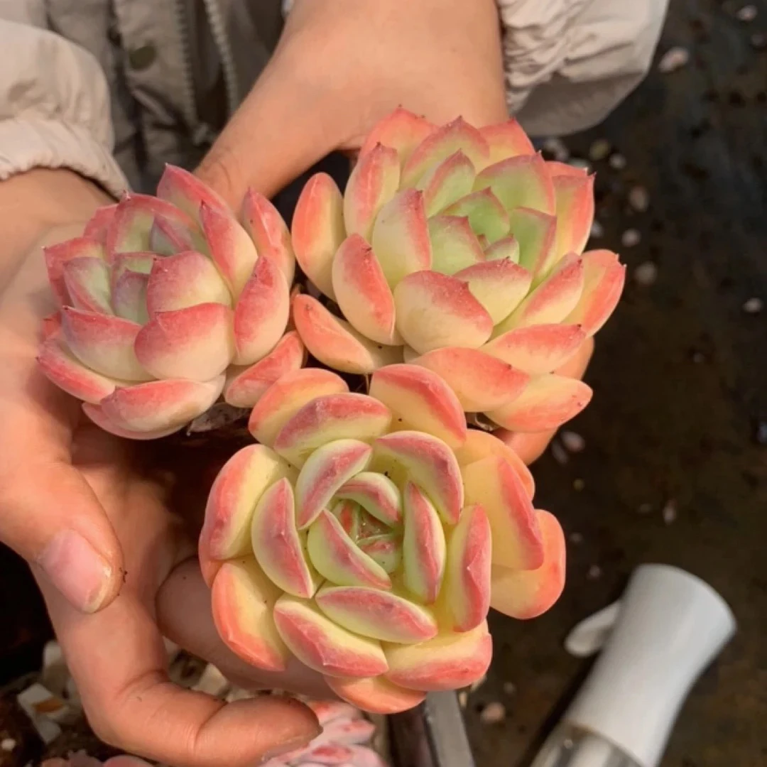 雪夜老桩多肉植物拍一发二