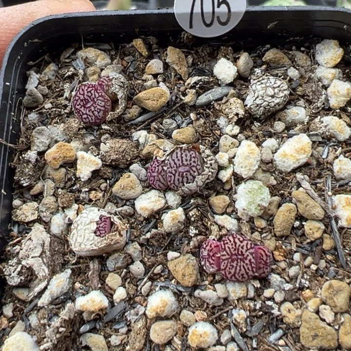 705，5颗整盆11111111111111111