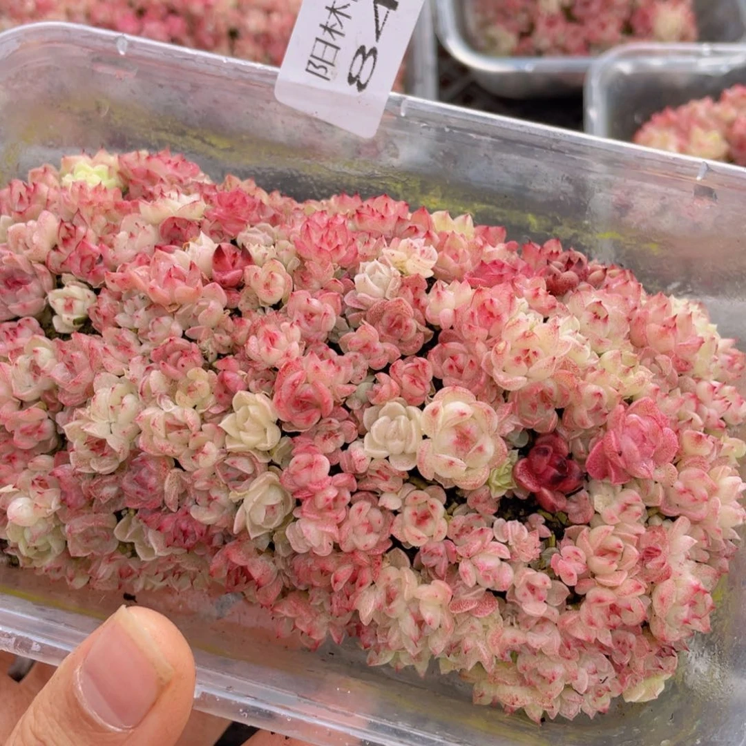 红**?多肉植物多肉植物841