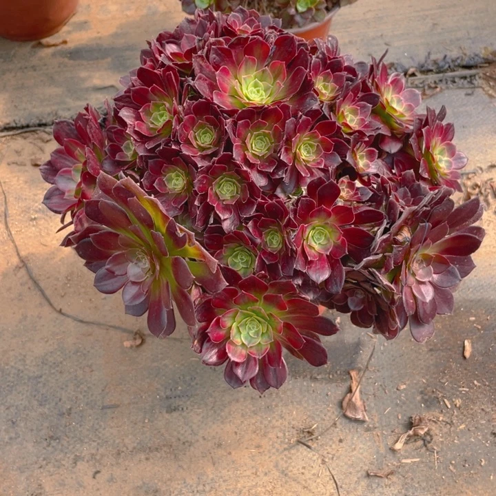 627安娜断枝法师多肉断枝不售后