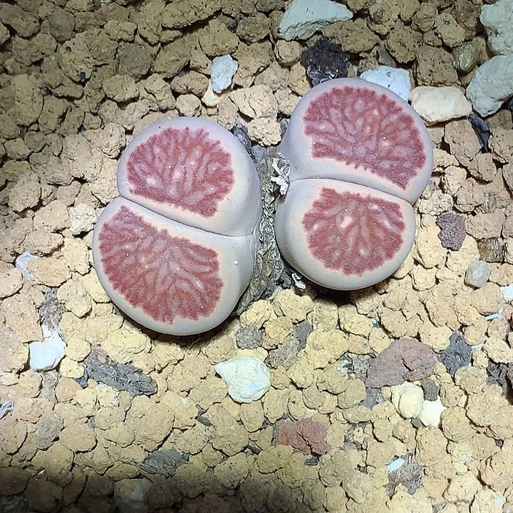 精品多肉植物精品多肉