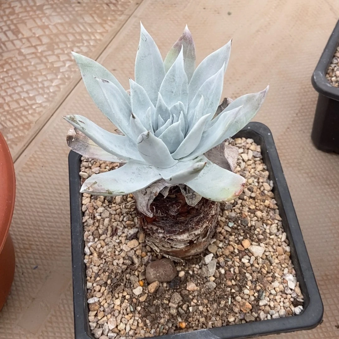 雪山浦西多肉植物