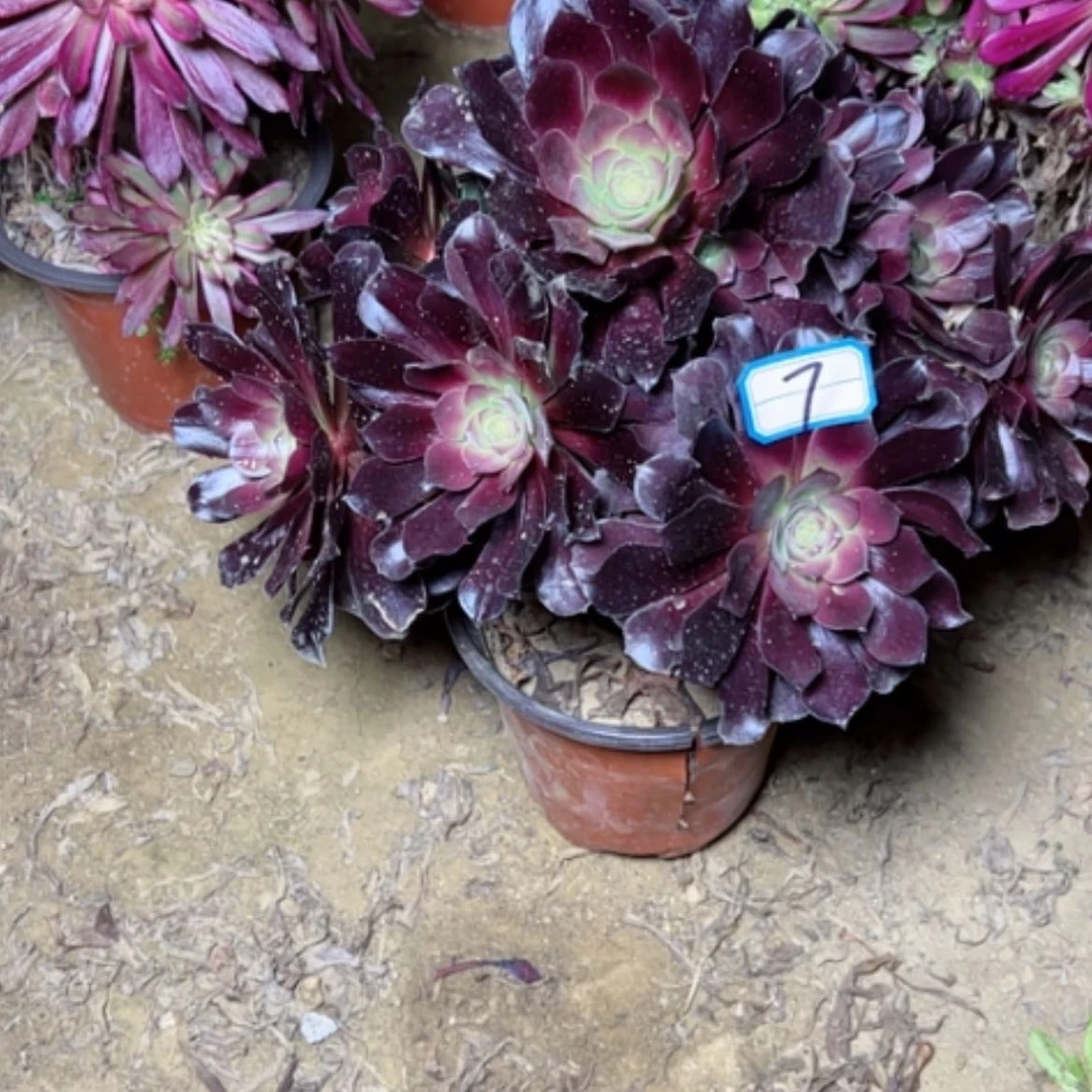 【闪购商品】1**?多肉植物满江红7