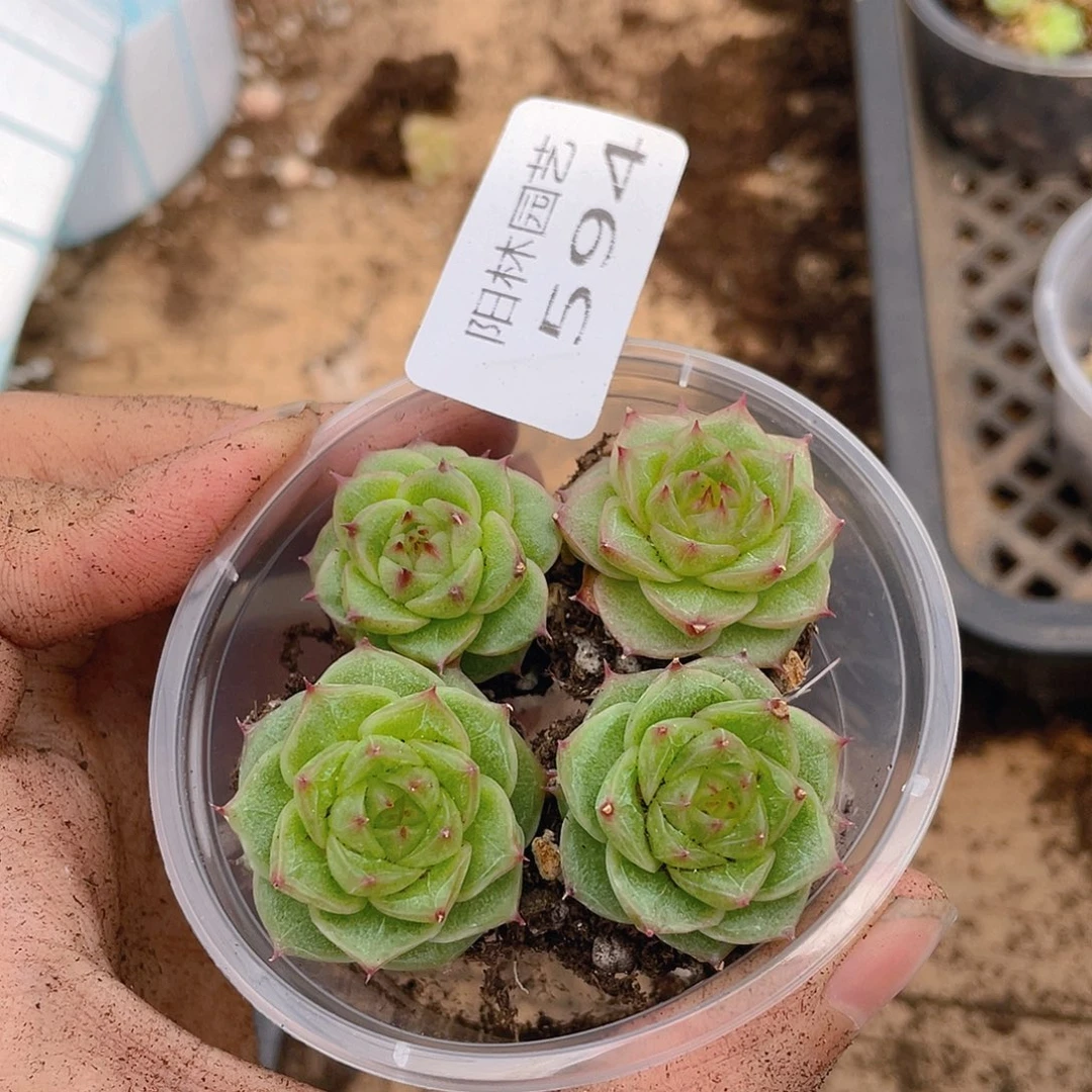 多肉植物多肉植物594
