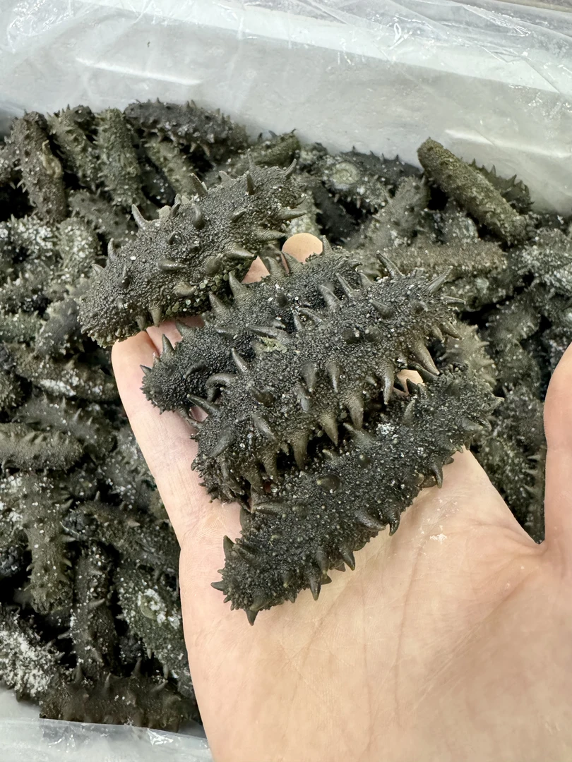 长岛半干顶火渤海湾深海刺参20-30头海参滋补佳品