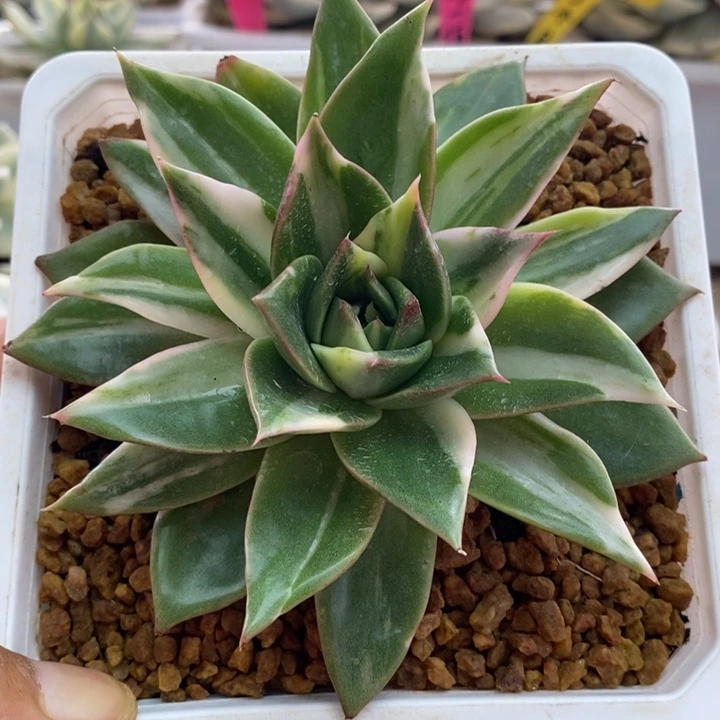 063藏宝图锦锦锦锦锦锦锦锦锦