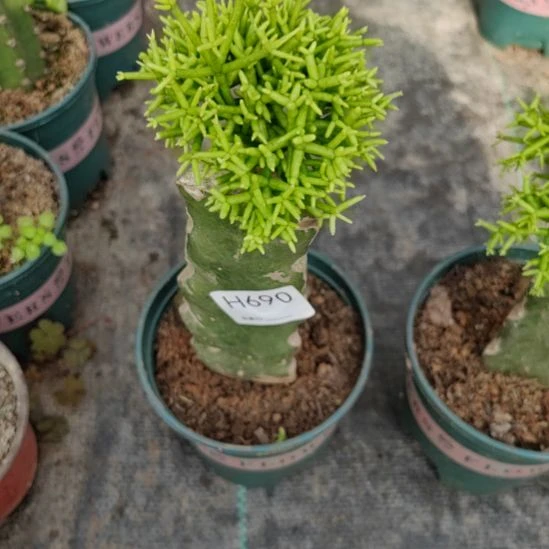 清***筑无花朵690木偶人一人