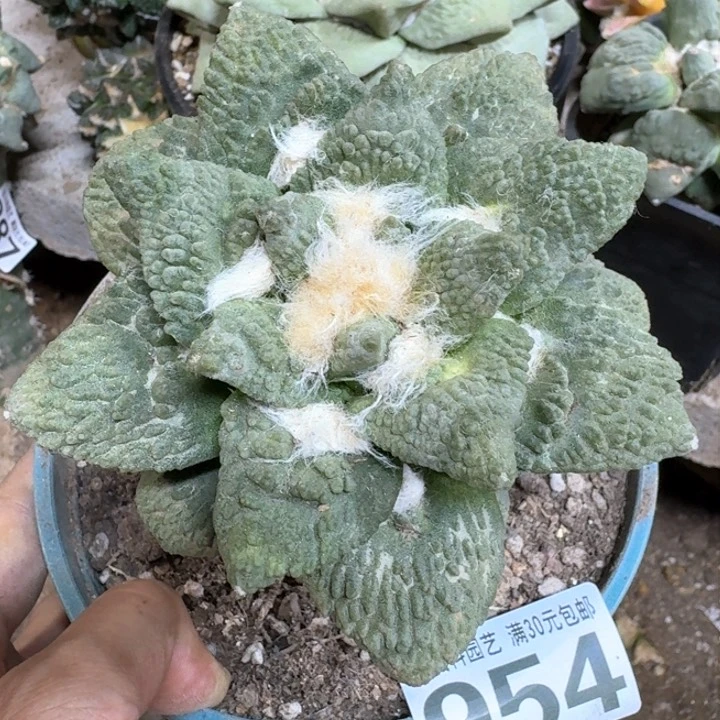 花*卷福利苗接大牡丹954