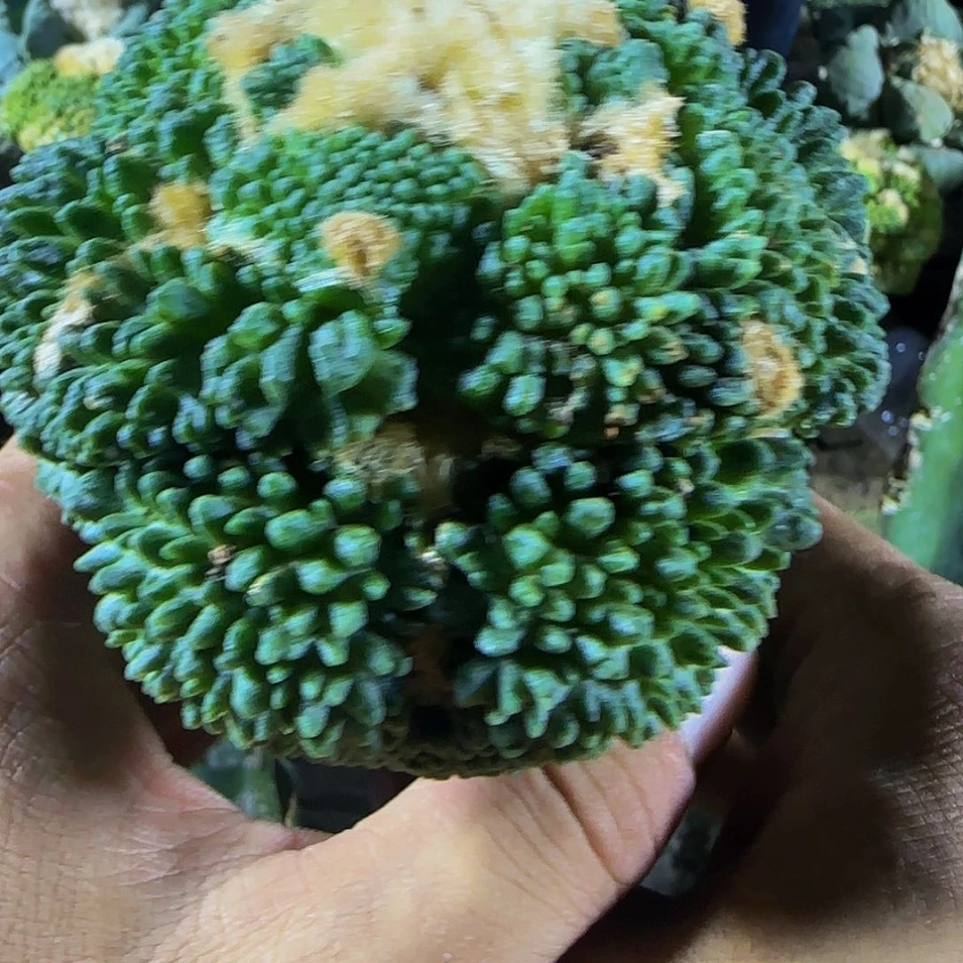 大尤哥怒409仙人球