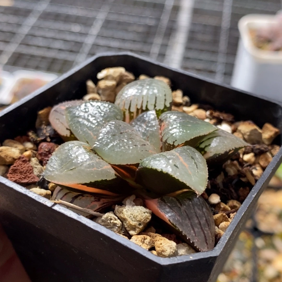 8号亲指姬锦多肉带盆