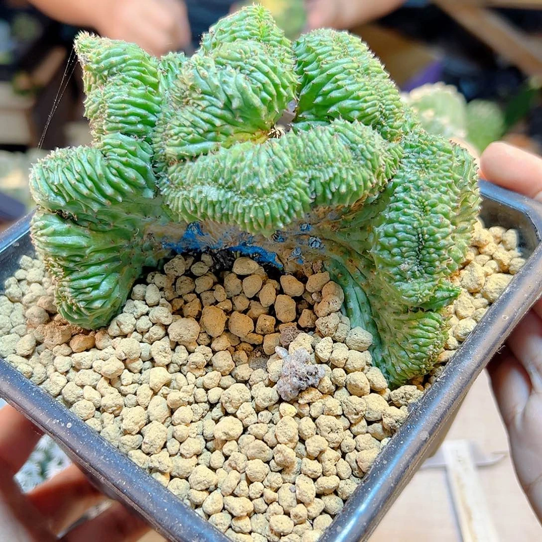 15号自根子吹布纹球缀化根芽11.5公分