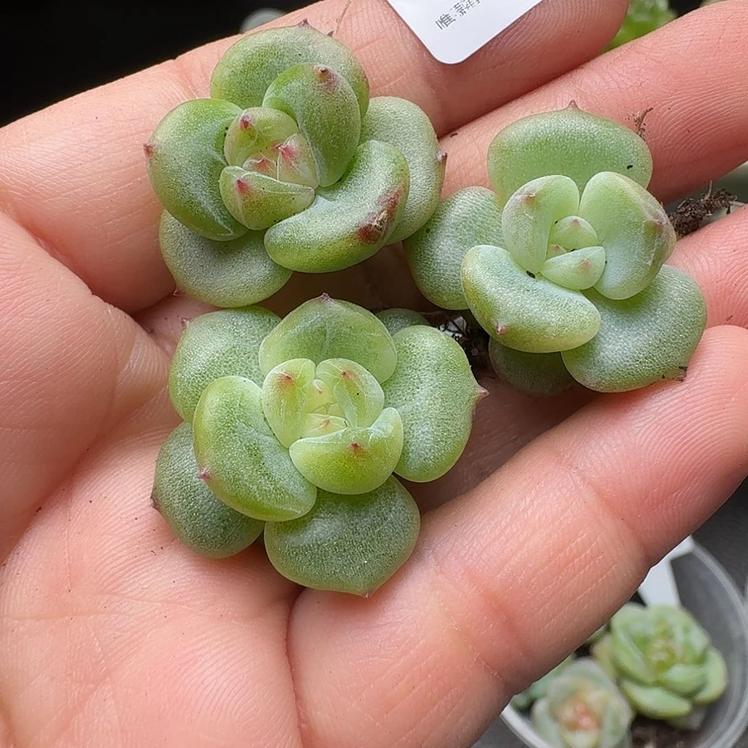 一物一拍一盒628-306