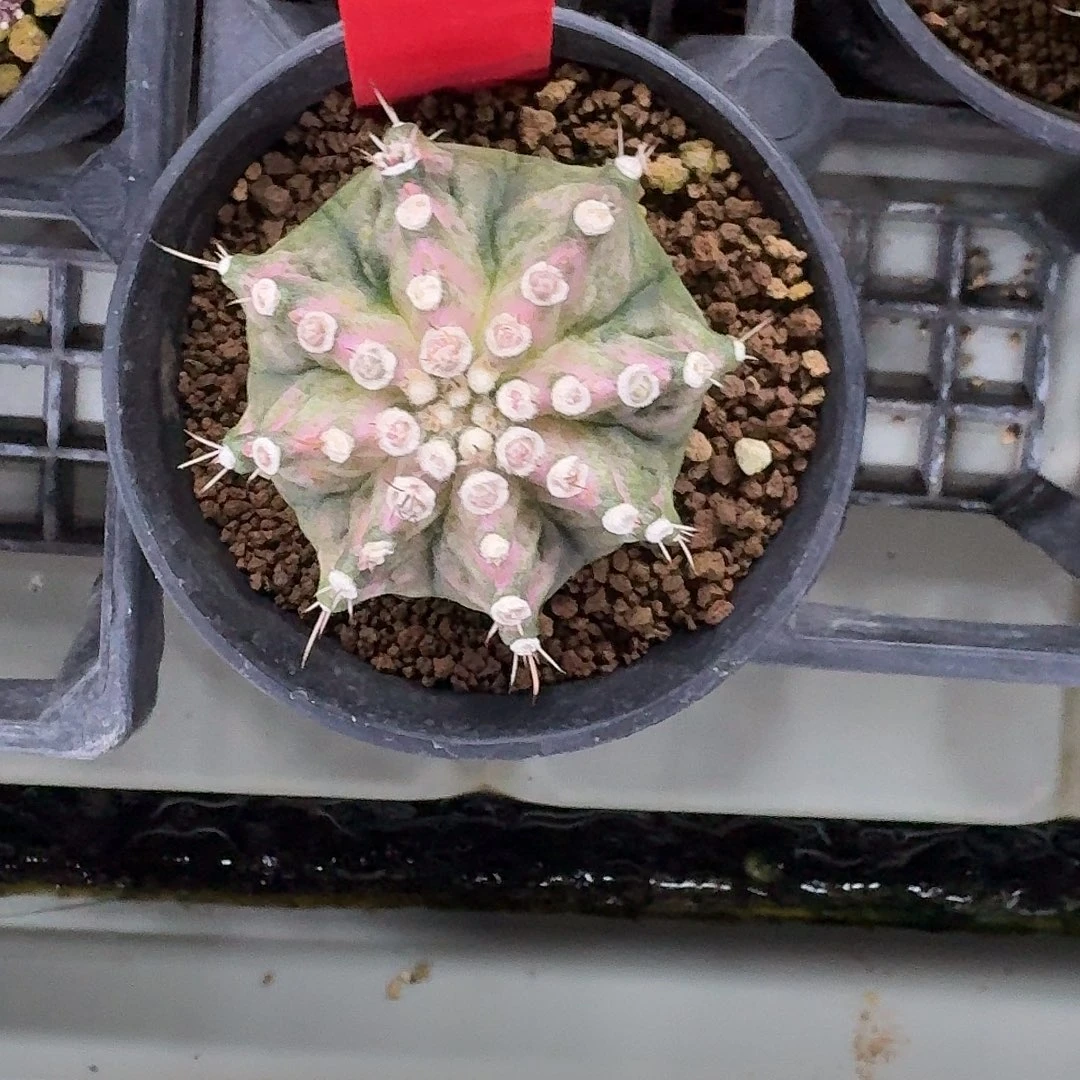 L534-1125广东发货