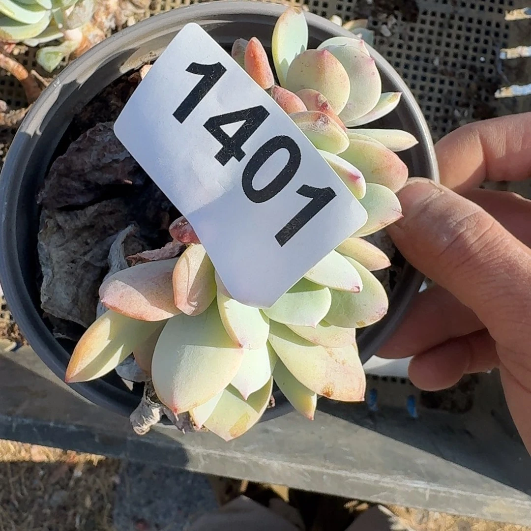 爱****）3166161646446646464