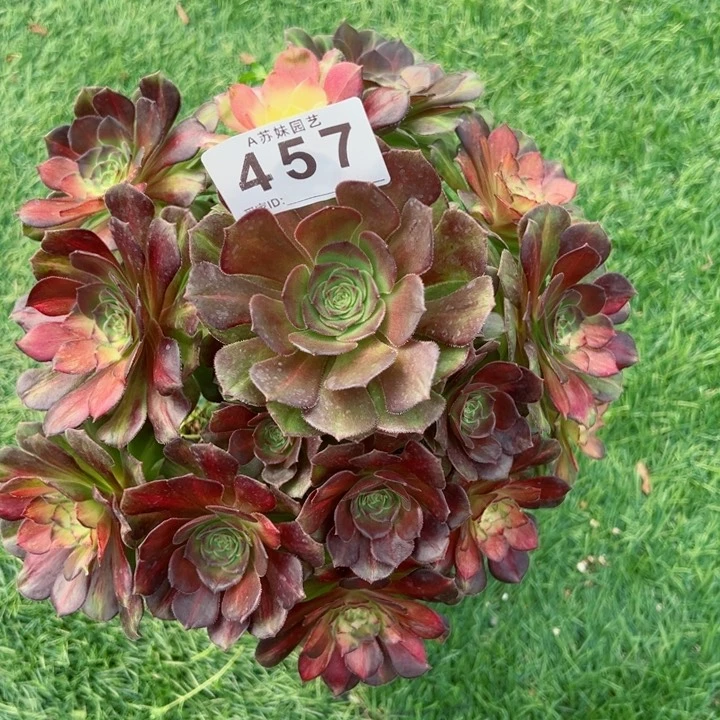 完全开放457海王七彩法师