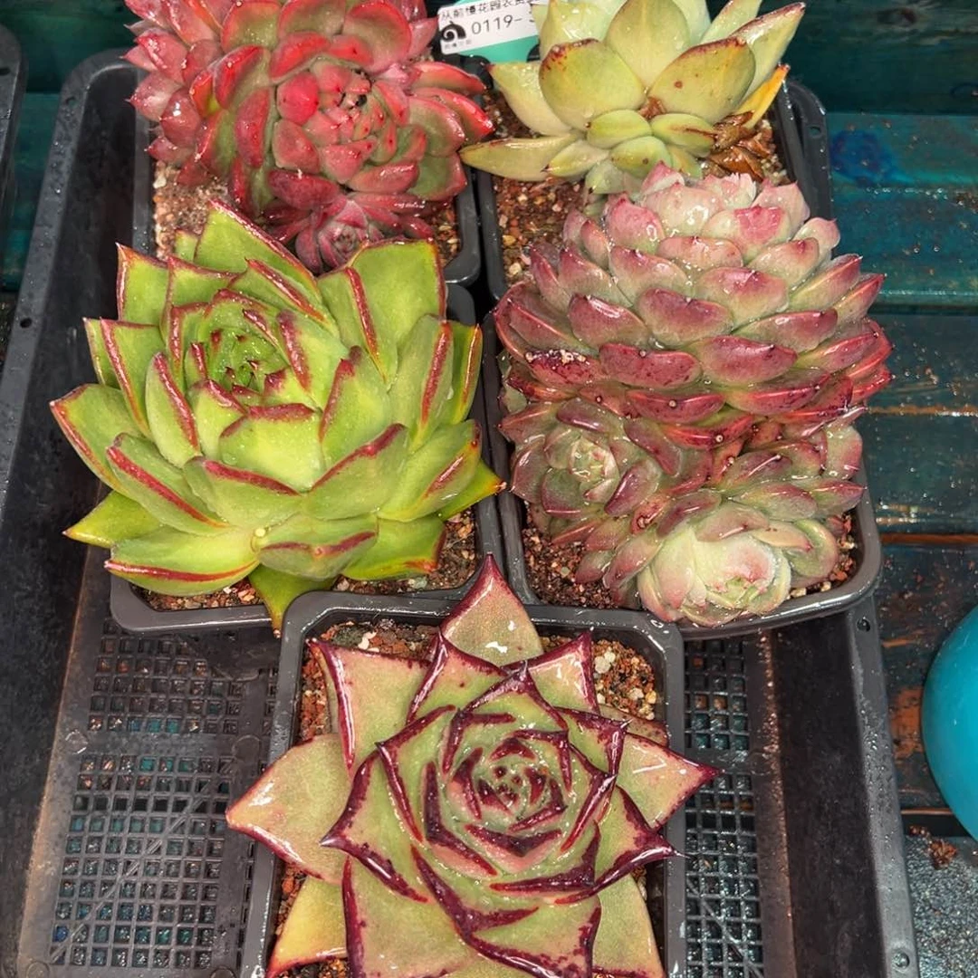 从前慢多肉精选编号0119.307