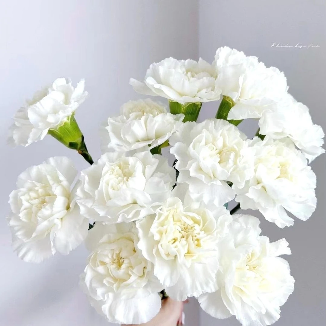 新鲜单头康乃馨鲜花云南基地直发家用鲜花