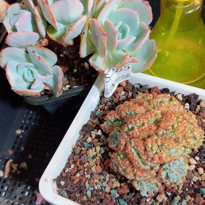 幸运的是我还在努力地
