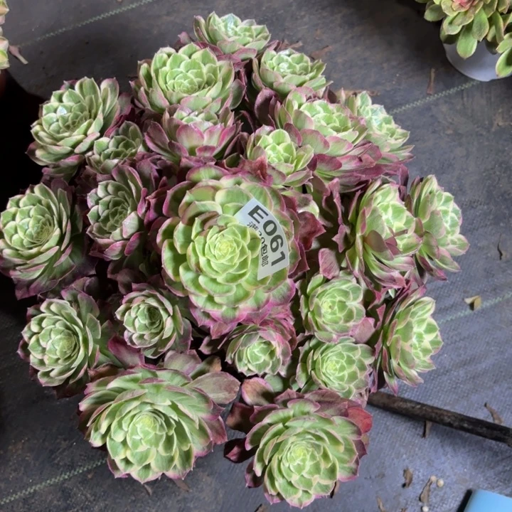 瑞妈一物一拍061