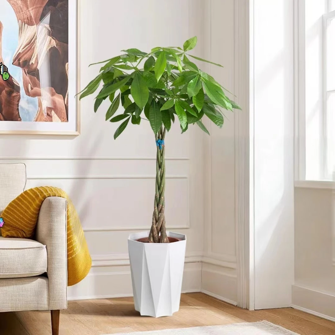 辫子发财树盆栽大型绿植净化空气适合办公室客厅开业送礼