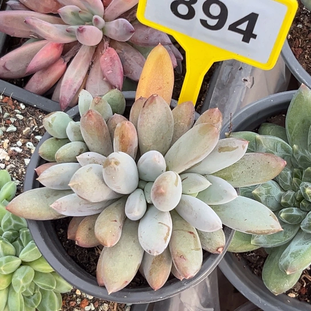 多肉植物彩体哥特894