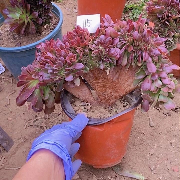 115玫瑰法师缀老板子法师缀