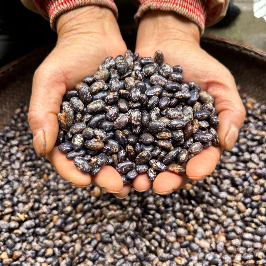 【新四季豆】大巴山高山四季豆