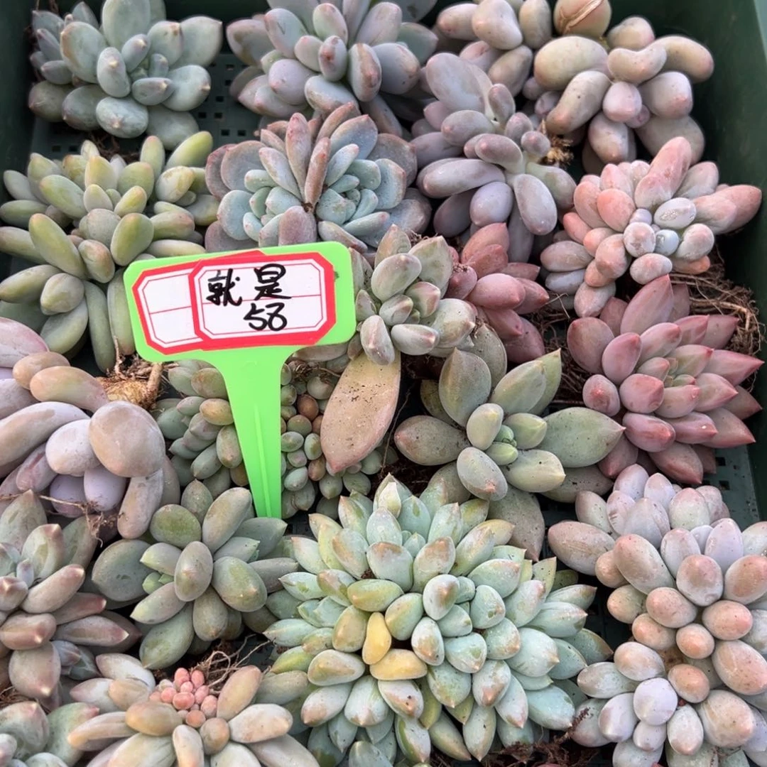 就***胖就是58。