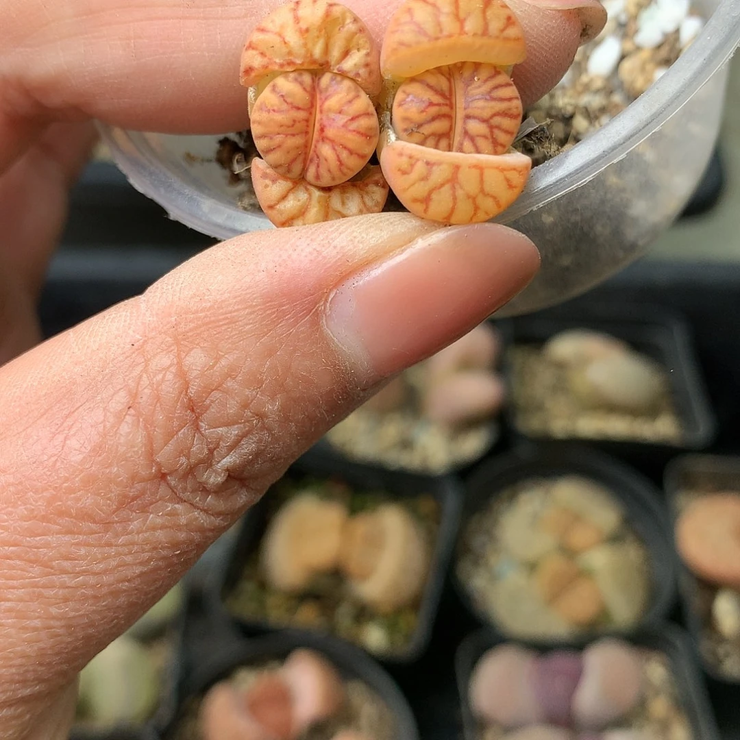 G174多肉植物保护研究所