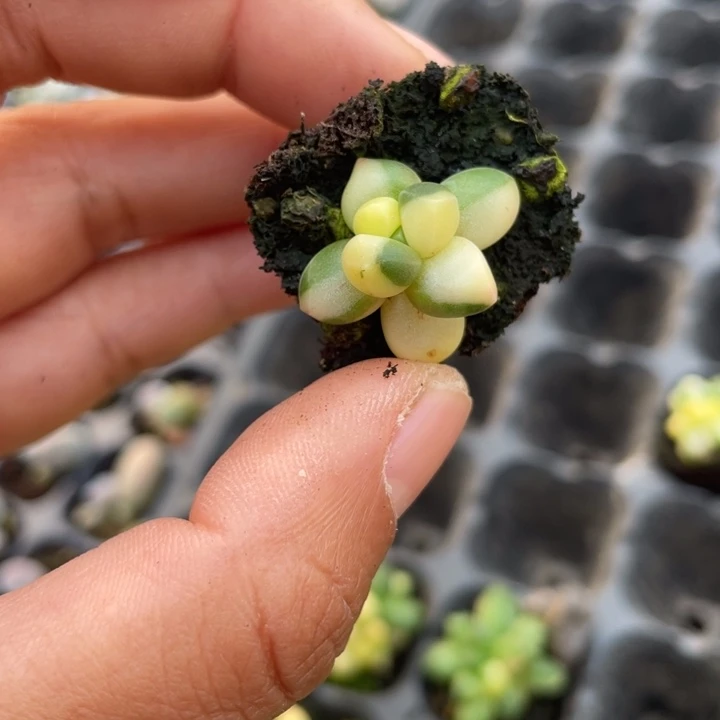 一物一拍满18包邮