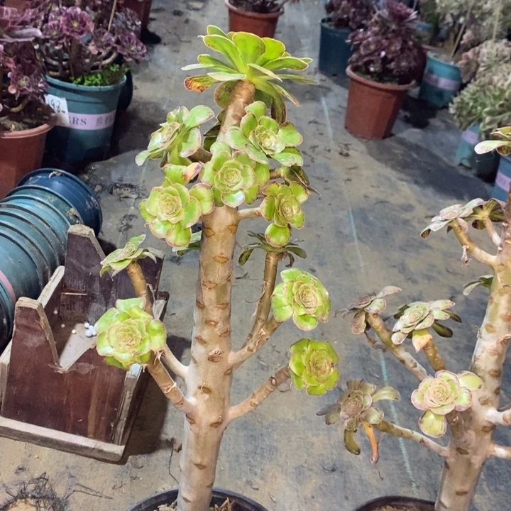ｖ锦多肉植物46。