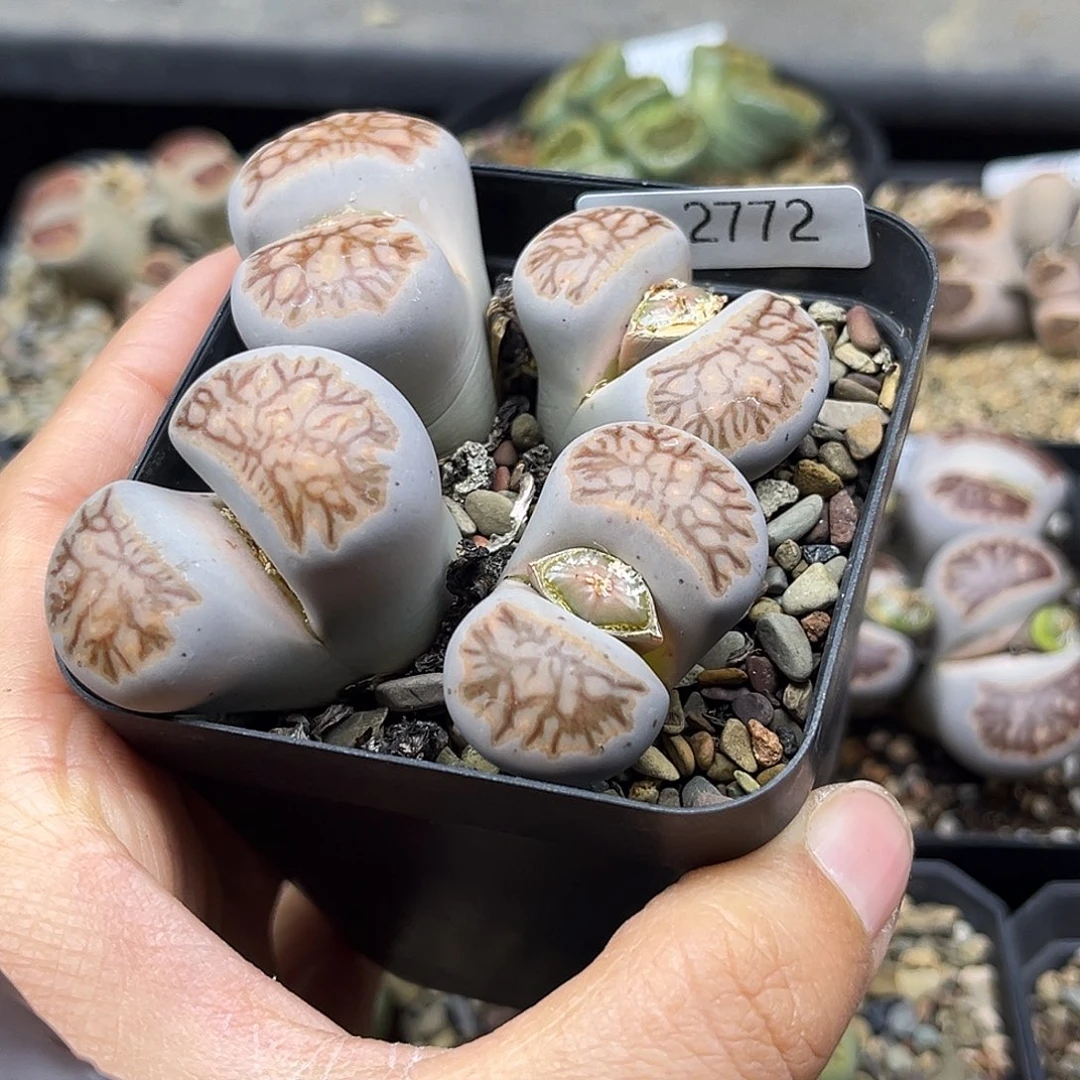 一物一拍红窗菊2772雾霾蓝