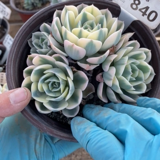 840一一一一一一一一一