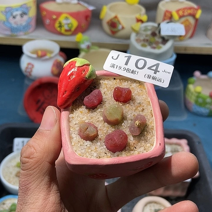 104大舅生石花肉锥多肉