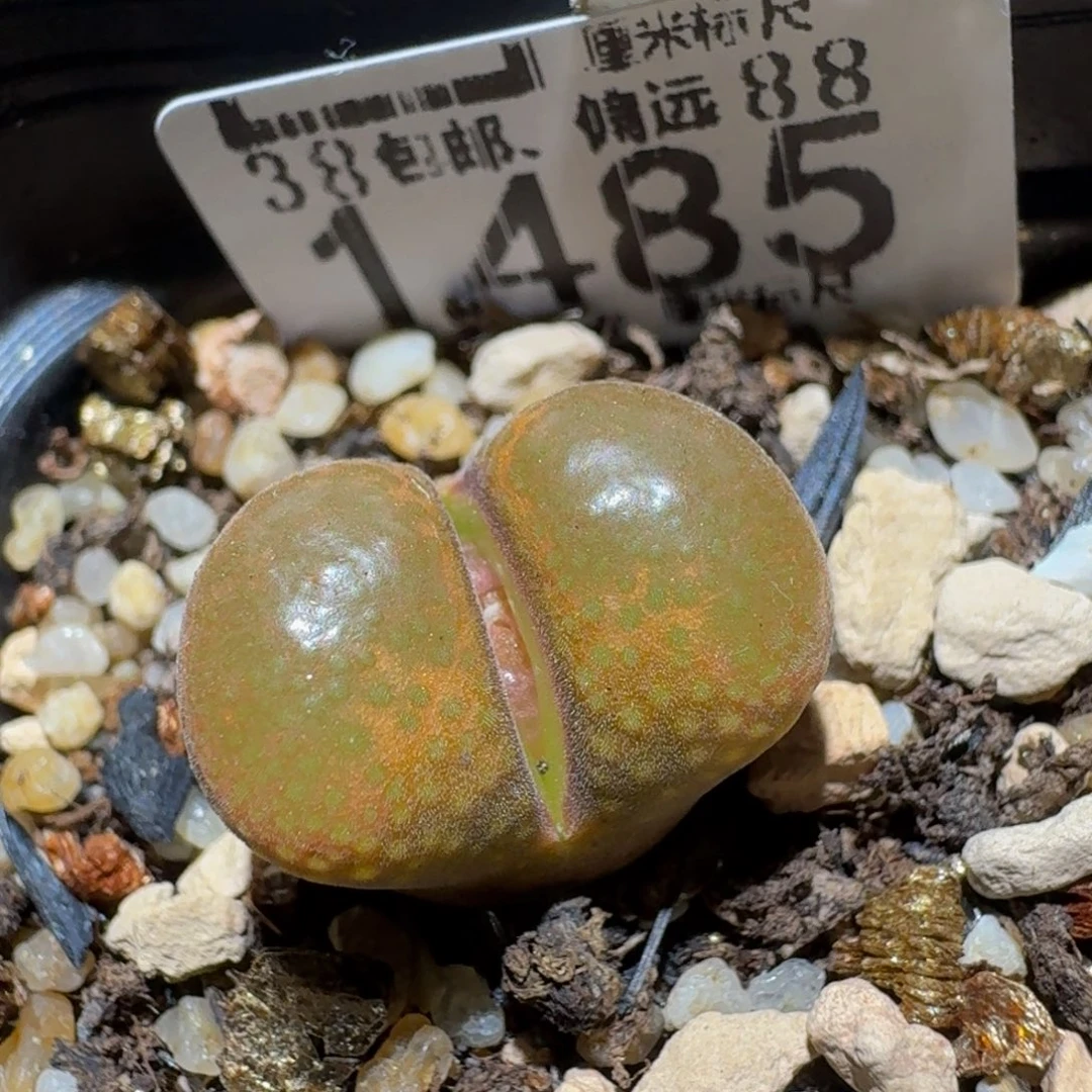 zzzz生石花肉锥1485