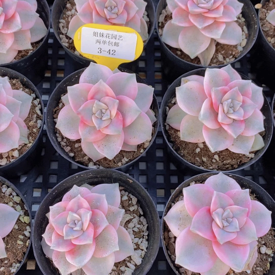 3-42-精品紫乐锦单头一个