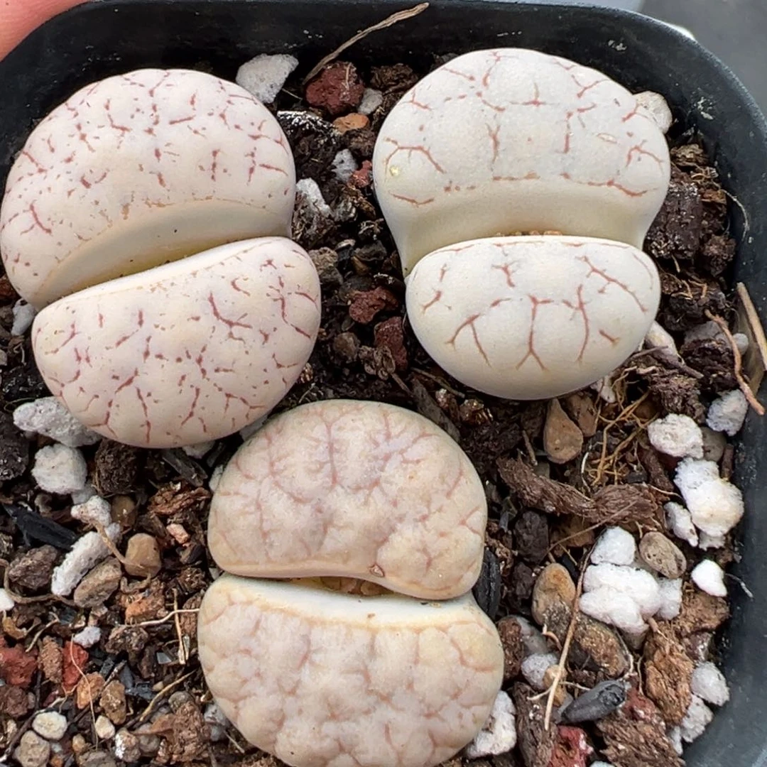 10.6好看的多肉脱土发货207